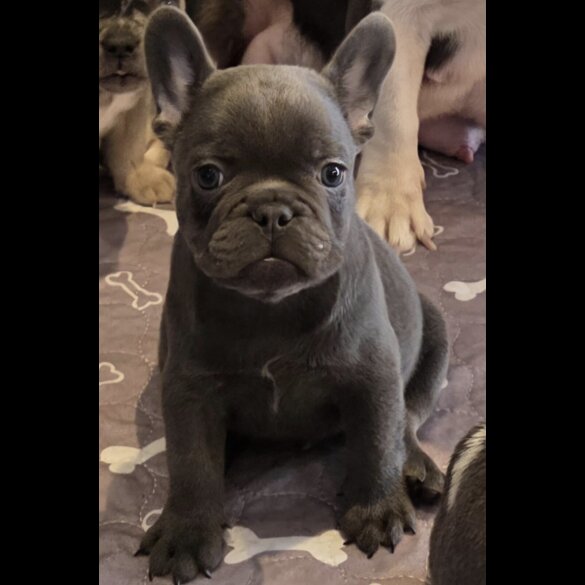 French Bulldog