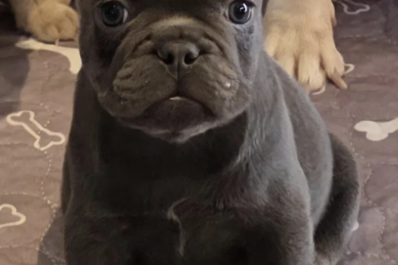 French Bulldog