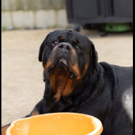 Rottweiler