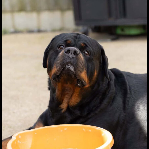 Rottweiler