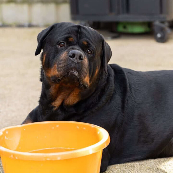 Rottweiler