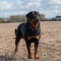 Rottweiler