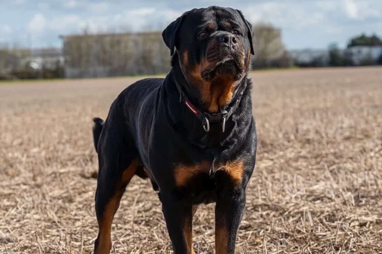 Rottweiler