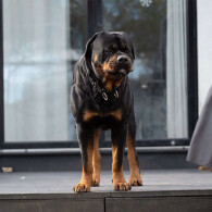 Rottweiler
