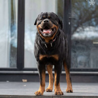 Rottweiler