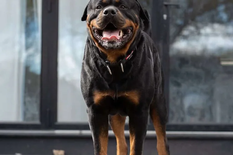 Rottweiler