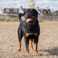 Rottweiler