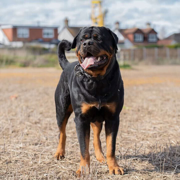 Rottweiler