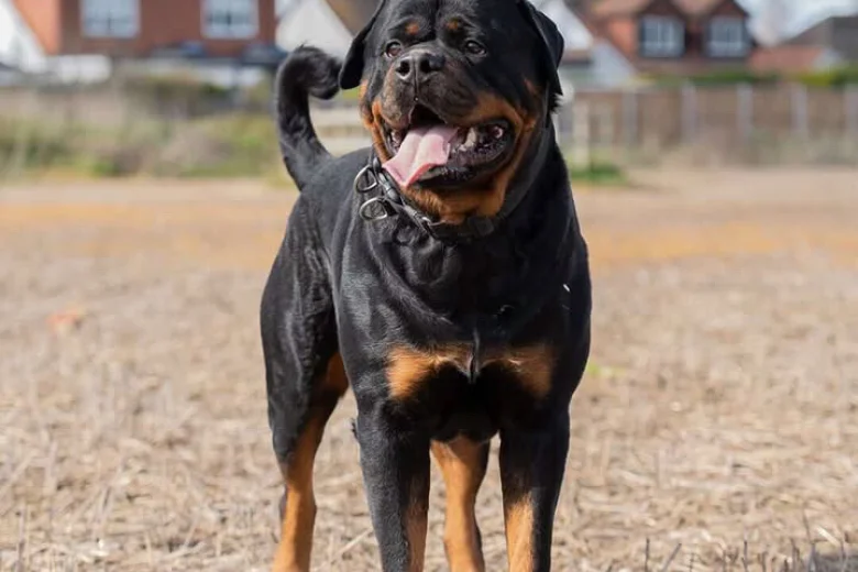 Rottweiler