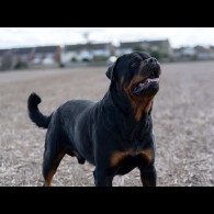 Rottweiler