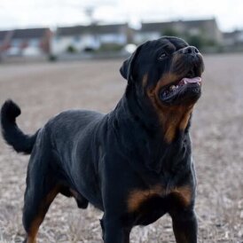 Rottweiler