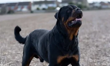 Rottweiler