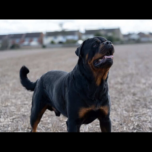 Rottweiler