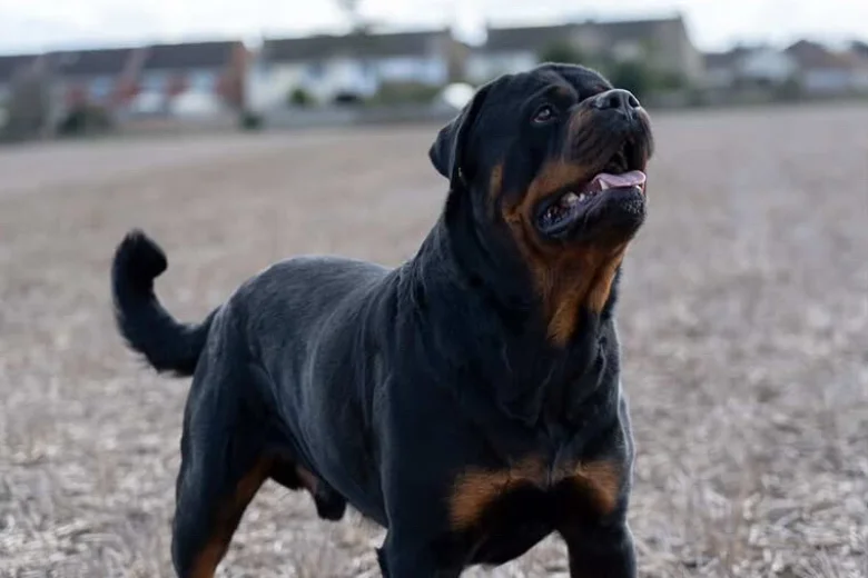 Rottweiler