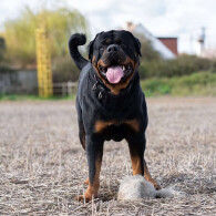 Rottweiler