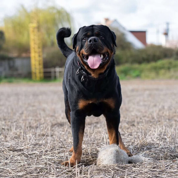 Rottweiler