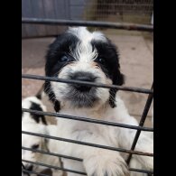 English Springer Spaniel