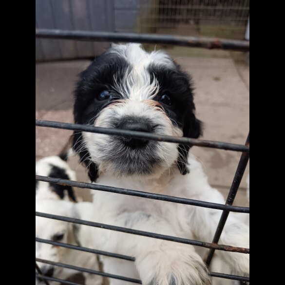 English Springer Spaniel
