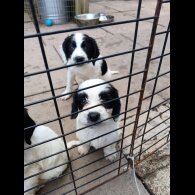 English Springer Spaniel
