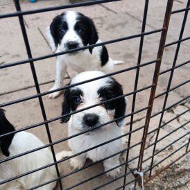 English Springer Spaniel