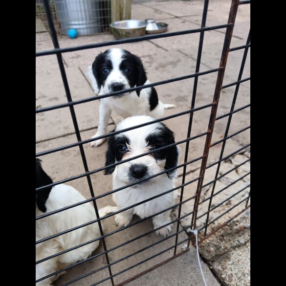 English Springer Spaniel