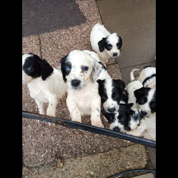 English Springer Spaniel