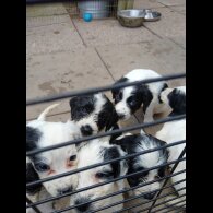English Springer Spaniel