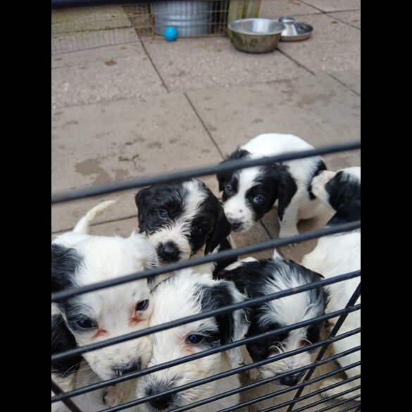 English Springer Spaniel