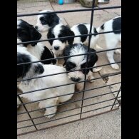 English Springer Spaniel