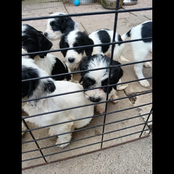 English Springer Spaniel