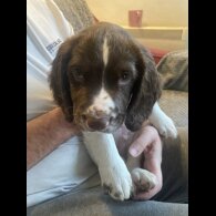 Sprocker Spaniel