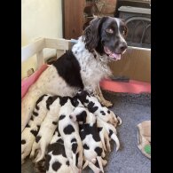 Sprocker Spaniel