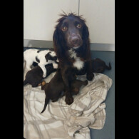 Sprocker Spaniel