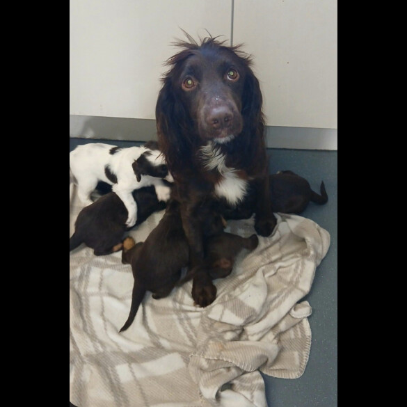 Sprocker Spaniel