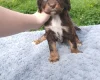 Sprocker Spaniel