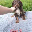 Sprocker Spaniel