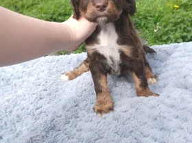 Sprocker Spaniel