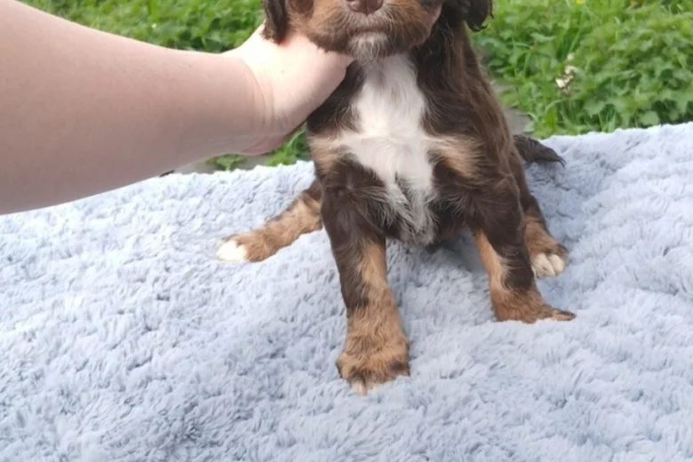 Sprocker Spaniel