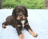 Sprocker Spaniel