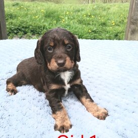 Sprocker Spaniel