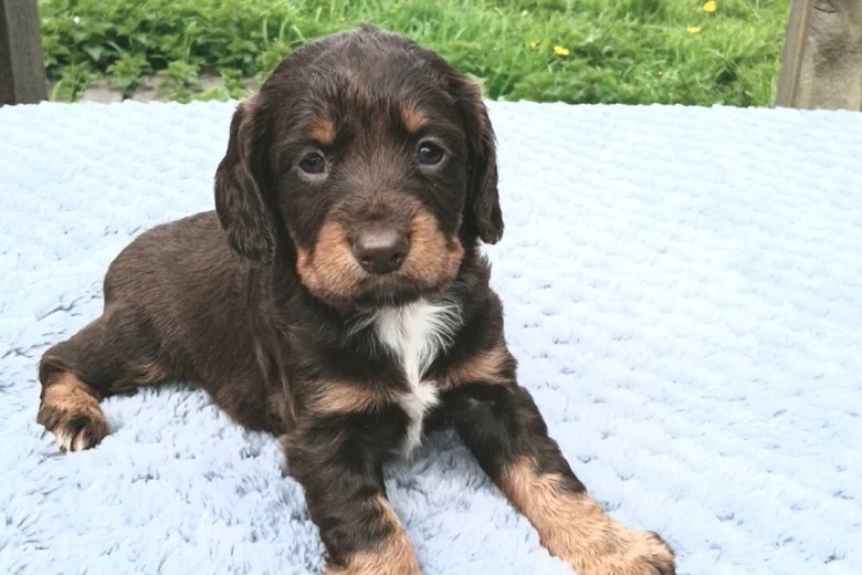 Sprocker Spaniel