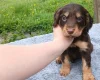 Sprocker Spaniel