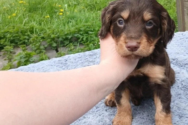 Sprocker Spaniel
