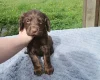 Sprocker Spaniel