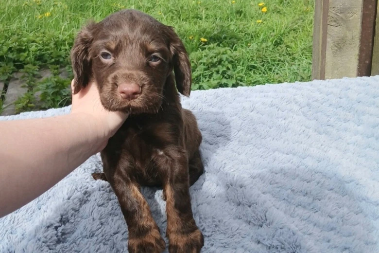 Sprocker Spaniel