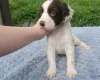 Sprocker Spaniel