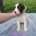 Sprocker Spaniel