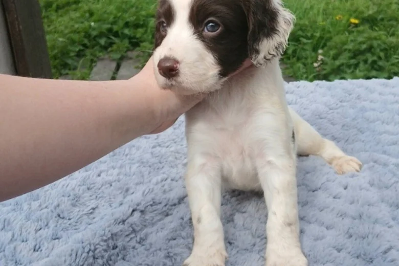 Sprocker Spaniel