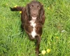 Sprocker Spaniel
