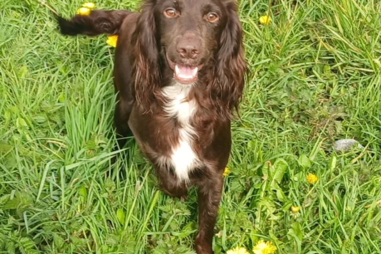 Sprocker Spaniel